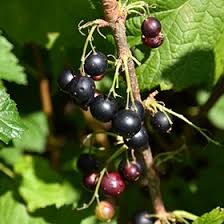 Attēlu rezultāti vaicājumam “Ribes nigrum fruit”