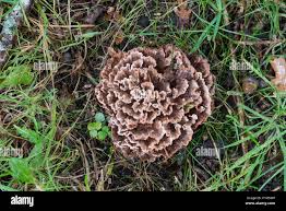 Image result for Podoscypha multizonata