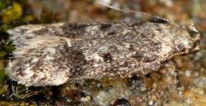 Attēlu rezultāti vaicājumam “Gelechia scotinella”