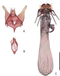 Attēlu rezultāti vaicājumam “Tischeria complanella larva”