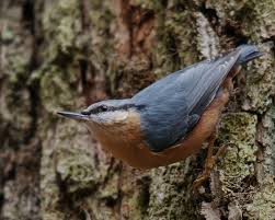 Image result for Sitta canadensis