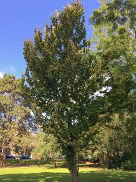 Attēlu rezultāti vaicājumam “Ulmus x hollandica”