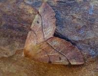 Attēlu rezultāti vaicājumam “Colotois pennaria”