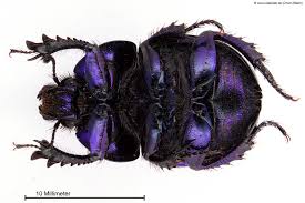 Attēlu rezultāti vaicājumam “Trypocopris vernalis”