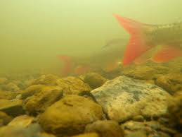 Image result for Moxostoma macrolepidotum