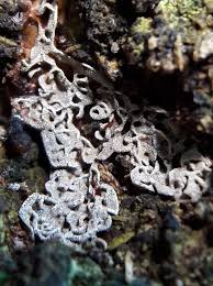 Attēlu rezultāti vaicājumam “Fuligo gyrosa”