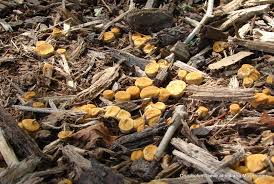 Attēlu rezultāti vaicājumam “Crucibulum laeve”