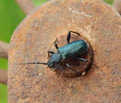 Attēlu rezultāti vaicājumam “Callidium violaceum”