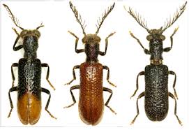 Attēlu rezultāti vaicājumam “Cleridae”