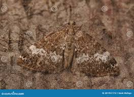 Attēlu rezultāti vaicājumam “Perizoma alchemilla”