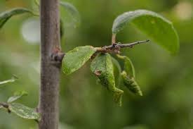 Attēlu rezultāti vaicājumam “Prunus spinosa leaf”