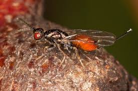 Attēlu rezultāti vaicājumam “Torymidae”