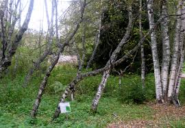 Attēlu rezultāti vaicājumam “Betula pendula var. carelica”