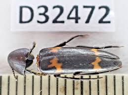 Attēlu rezultāti vaicājumam “Melandryidae”