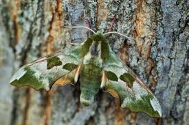 Attēlu rezultāti vaicājumam “Mimas tiliae”