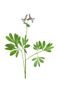 Attēlu rezultāti vaicājumam “Corydalis cava”