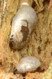 Attēlu rezultāti vaicājumam “Reticularia lycoperdon young”