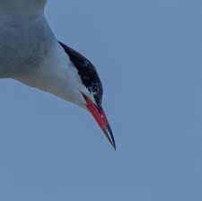 Attēlu rezultāti vaicājumam “Sterna hirundo”