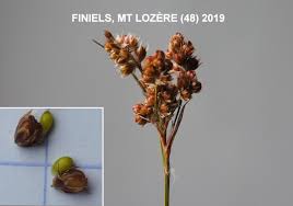 Attēlu rezultāti vaicājumam “Luzula multiflora fruit”