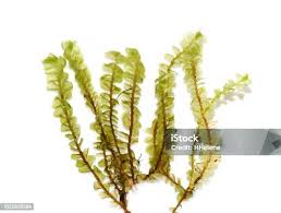 Attēlu rezultāti vaicājumam “Plagiochila asplenioides”