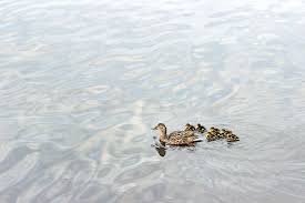 Attēlu rezultāti vaicājumam “Anas platyrhynchos female”