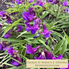 Attēlu rezultāti vaicājumam “Lathyrus”