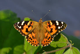 Attēlu rezultāti vaicājumam “Vanessa cardui”