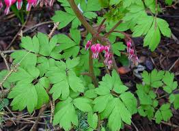 Image result for tränendes Herz