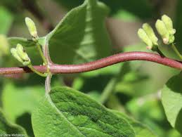 Attēlu rezultāti vaicājumam “Lonicera xylosteum leaf”