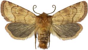 Attēlu rezultāti vaicājumam “Eriopygodes imbecilla”