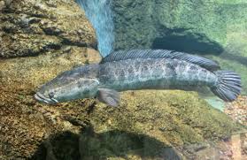 Image result for Channa argus