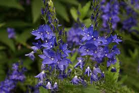 Attēlu rezultāti vaicājumam “Veronica austriaca subsp. teucrium flower”