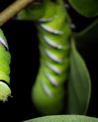 Attēlu rezultāti vaicājumam “Sphinx ligustri larva”