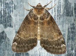 Attēlu rezultāti vaicājumam “Tetheella fluctuosa”