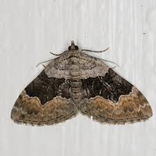 Attēlu rezultāti vaicājumam “Xanthorhoe quadrifasiata”