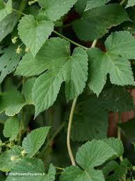 Attēlu rezultāti vaicājumam “Humulus lupulus leaf”