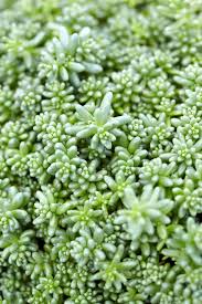 Image result for Sedum album `Coral Carpet`