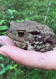 Attēlu rezultāti vaicājumam “Bufo bufo”