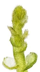 Attēlu rezultāti vaicājumam “Odontoschisma denudatum”