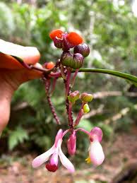 Attēlu rezultāti vaicājumam “Polygalaceae”