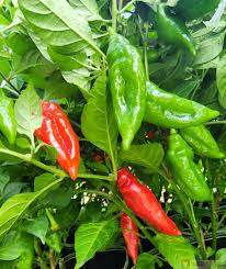 Afbeeldingsresultaat voor paper lantern hot pepper