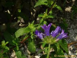 Image result for Campanula lingulata