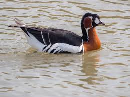 Attēlu rezultāti vaicājumam “Branta ruficollis adult”