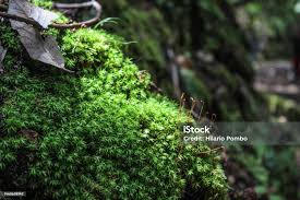 Attēlu rezultāti vaicājumam “Acrocarpous mosses”