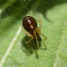 Attēlu rezultāti vaicājumam “Neottiura bimaculata”