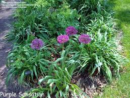 Attēlu rezultāti vaicājumam “Allium holandicum leaf”