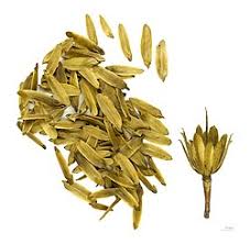 Attēlu rezultāti vaicājumam “Liriodendron tulipifera fruit”