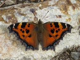 Attēlu rezultāti vaicājumam “Nymphalis xanthomelas pupa”