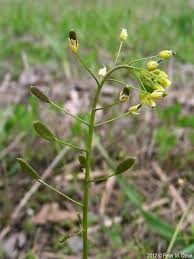 Attēlu rezultāti vaicājumam “Draba nemorosa”