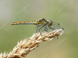 Attēlu rezultāti vaicājumam “Sympetrum vulgatum”